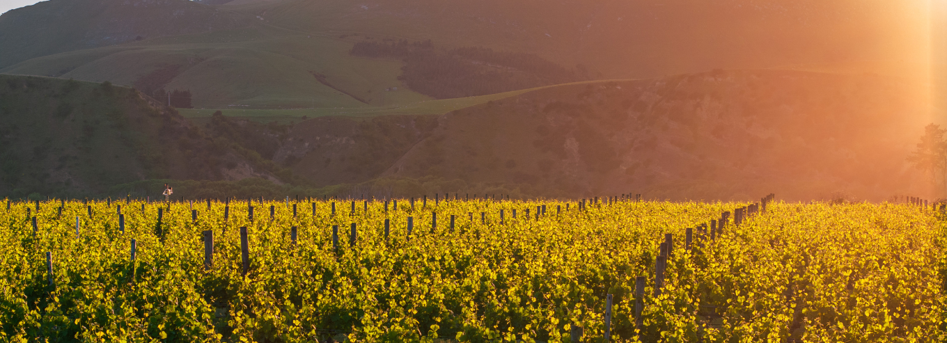 Sunset at Pegasus Bay vineyard